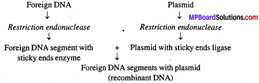 MP Board Class 12th Biology Solutions Chapter 11 Biotechnology Principles And Processes 8
