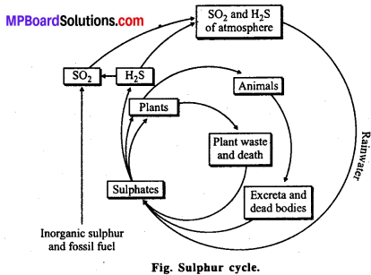 MP Board Class 12th Biology Solutions Chapter 14 Ecosystem 24