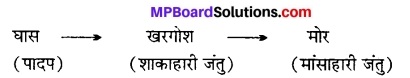 MP Board Class 12th Biology Solutions Chapter 14 पारितंत्र 1