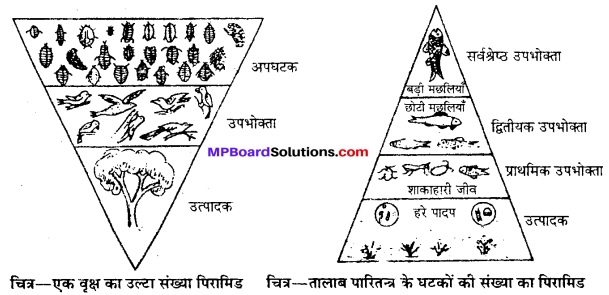 MP Board Class 12th Biology Solutions Chapter 14 पारितंत्र 9