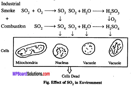 MP Board Class 12th Biology Solutions Chapter 16 Environmental Issues 4