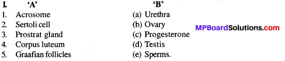 MP Board Class 12th Biology Solutions Chapter 3 Human Reproduction 8