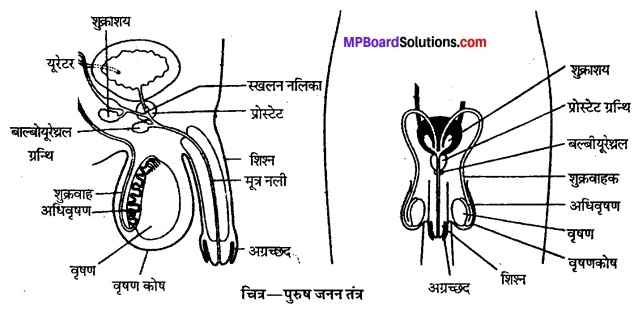 MP Board Class 12th Biology Solutions Chapter 3 मानव जनन 1