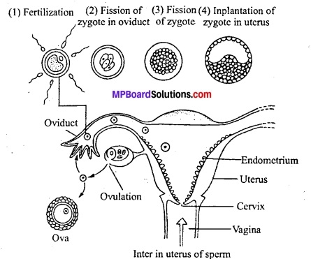 MP Board Class 12th Biology Solutions Chapter 3 मानव जनन 12