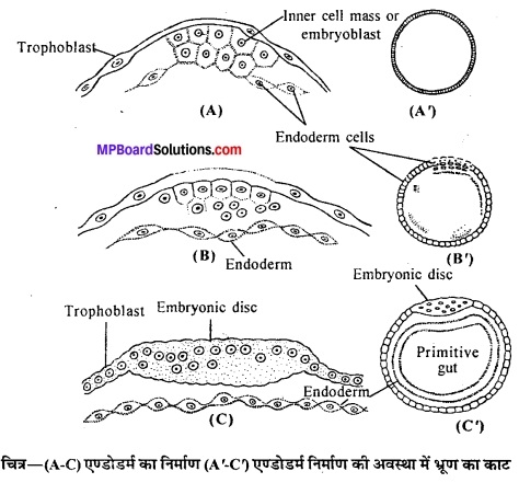 MP Board Class 12th Biology Solutions Chapter 3 मानव जनन 14