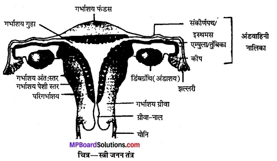 MP Board Class 12th Biology Solutions Chapter 3 मानव जनन 2