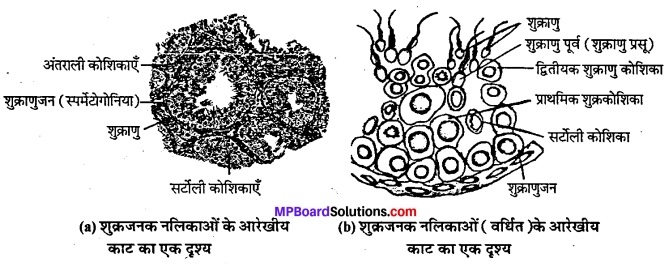 MP Board Class 12th Biology Solutions Chapter 3 मानव जनन 3