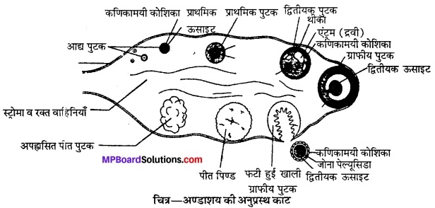 MP Board Class 12th Biology Solutions Chapter 3 मानव जनन 7