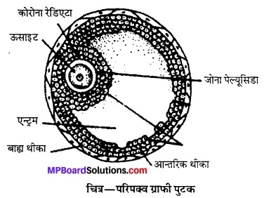 MP Board Class 12th Biology Solutions Chapter 3 मानव जनन 8
