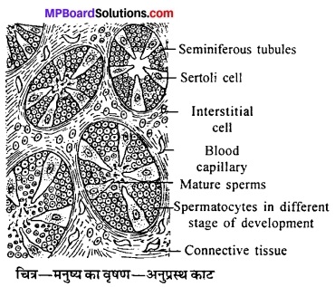 MP Board Class 12th Biology Solutions Chapter 3 मानव जनन 9