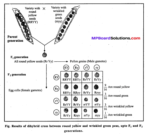MP Board Class 12th Biology Solutions Chapter 5 Principles of Inheritance and Variation 25
