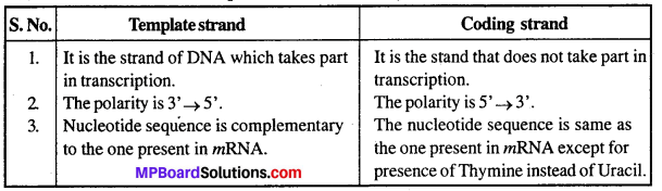 MP Board Class 12th Biology Solutions Chapter 6 Molecular Basis of Inheritance 5