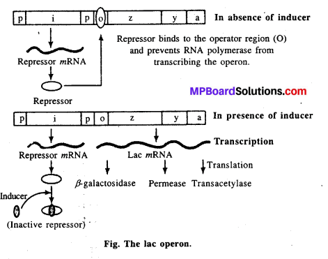 MP Board Class 12th Biology Solutions Chapter 6 Molecular Basis of Inheritance 6