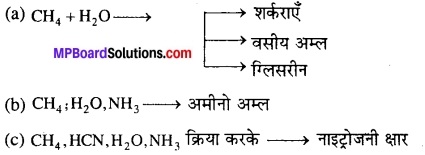 MP Board Class 12th Biology Solutions Chapter 7 विकास 14
