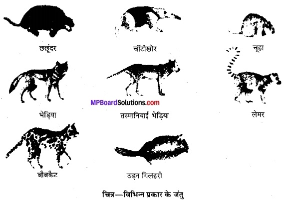 MP Board Class 12th Biology Solutions Chapter 7 विकास 3