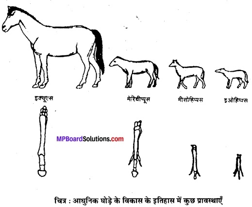 MP Board Class 12th Biology Solutions Chapter 7 विकास 4